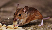 24 Hour & Emergency Exterminators in Otter Rock, OR